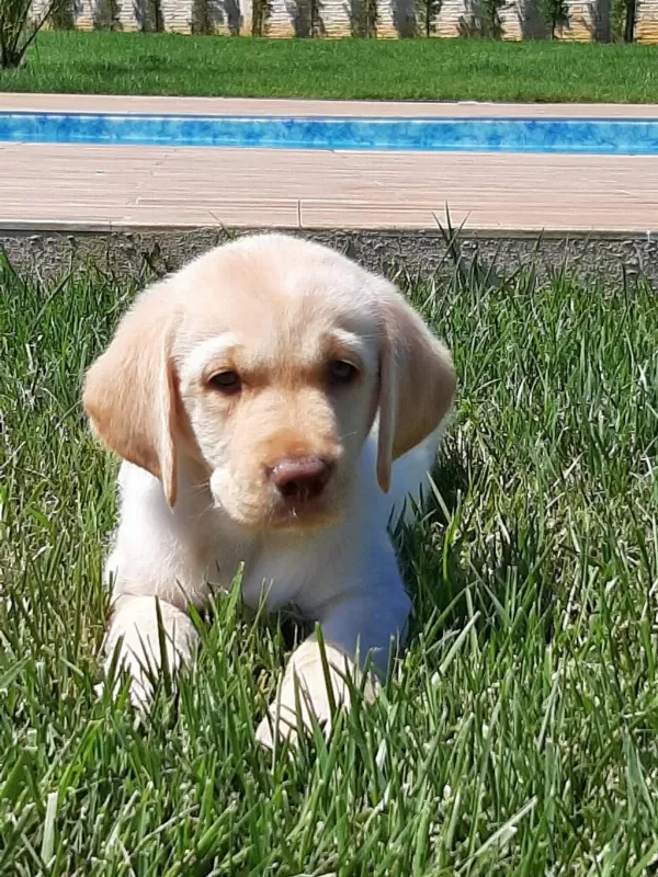 Küt Burun Şampanya Rengi Labrador Yavruları