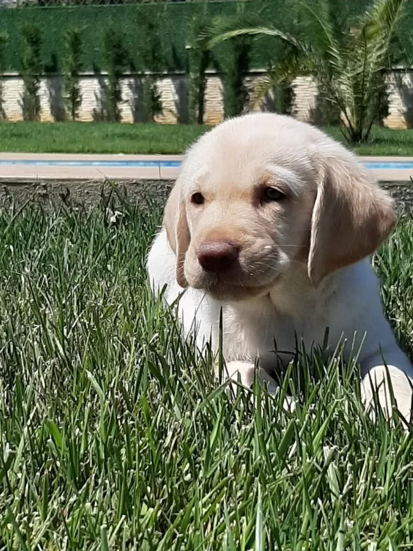 Küt Burun Şampanya Rengi Labrador Yavruları