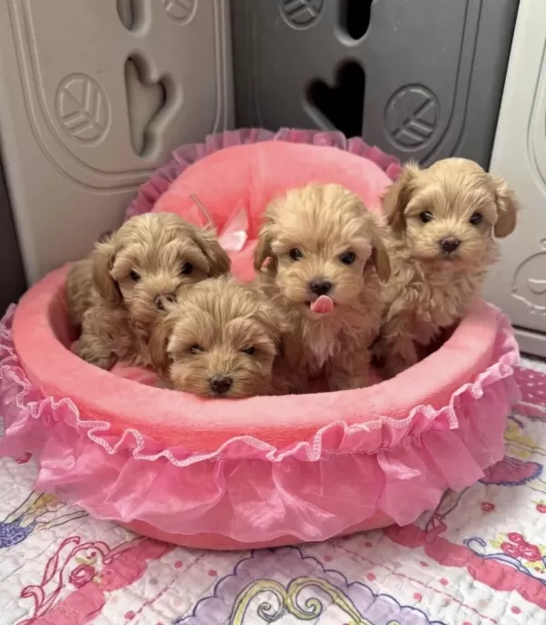 En Güzel Maltipoo Bebekler