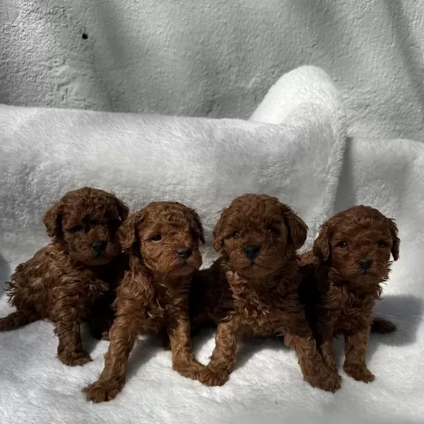 Denizlinin En Gözde Poodle Bebekleri