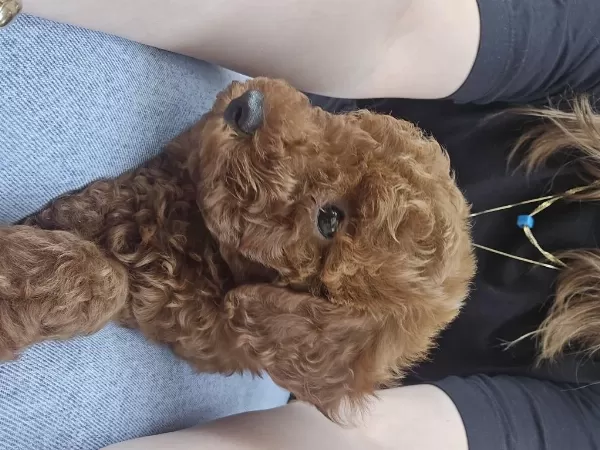 Harika Erkek Toy Poodle