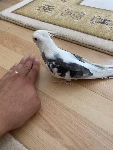 Damızlık Wf Erkek Sultan Papağanı