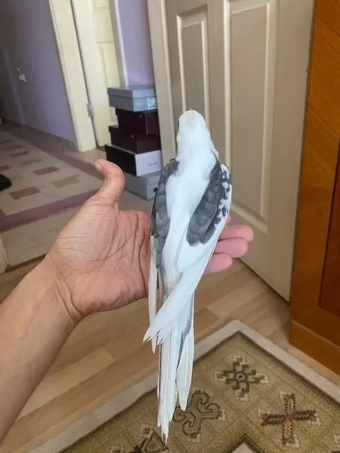 Damızlık Wf Erkek Sultan Papağanı