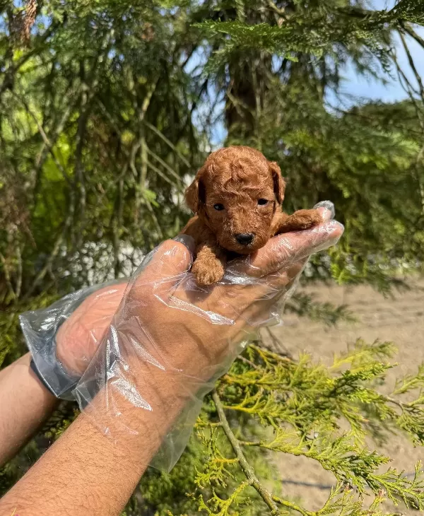 Tea Cup Red Browne Poodle Bebekleri̇mi̇z
