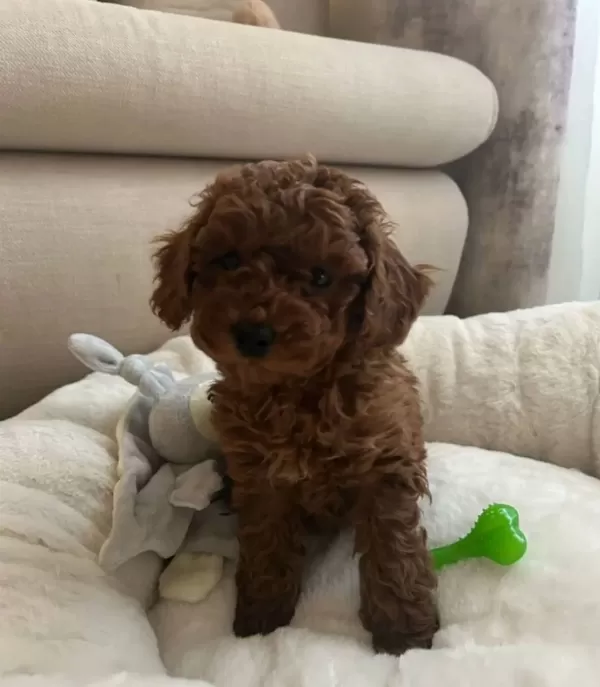 Ankara Yenimahalle Toy Poodle Yavruları Kendi Üretimimiz Şecere Garantili