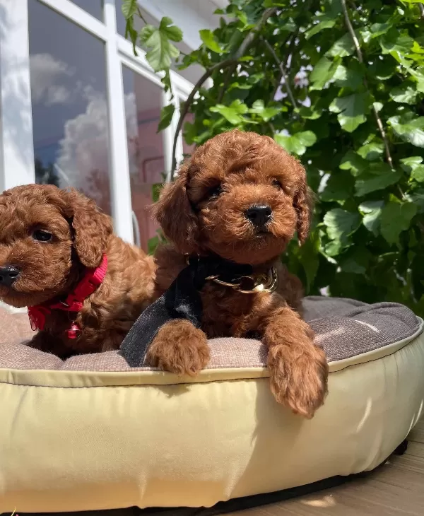 Orjinal Kore Poodle Bebekler Ped Eğitimli