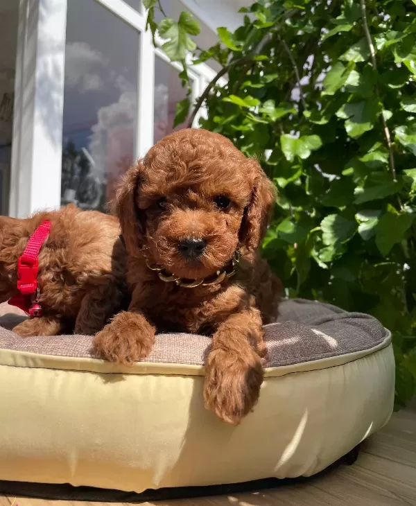 Orjinal Kore Poodle Bebekler Ped Eğitimli