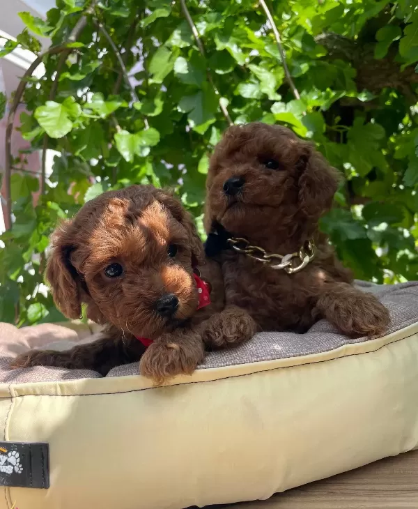 Orjinal Kore Poodle Bebekler Ped Eğitimli