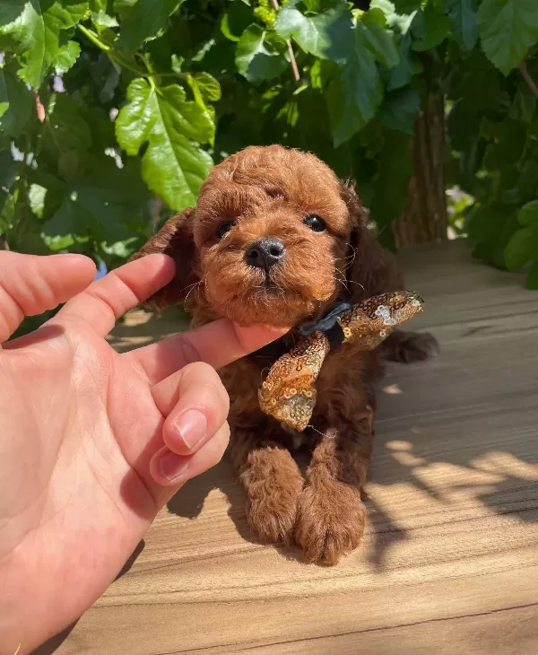 Orjinal Kore Poodle Bebekler Ped Eğitimli