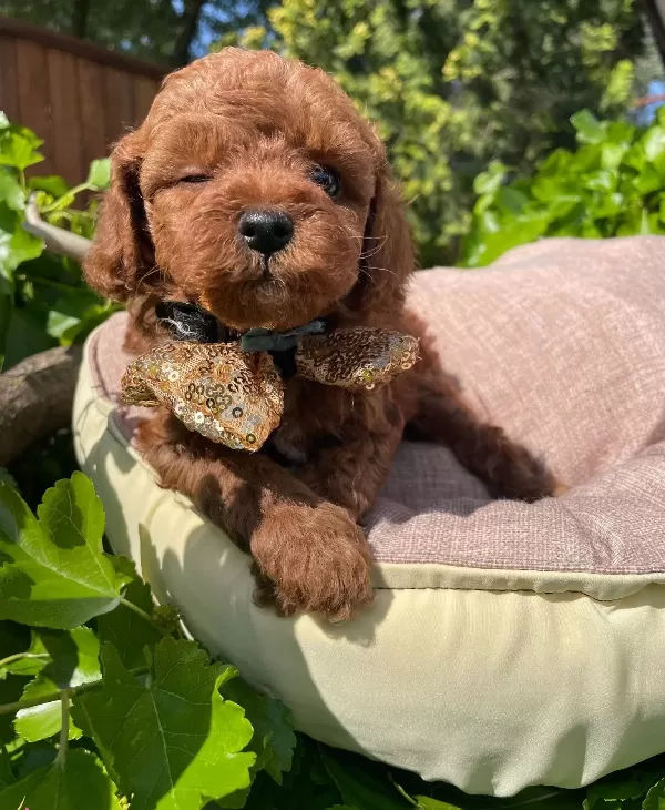 Orjinal Kore Poodle Bebekler Ped Eğitimli