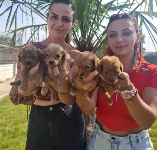 Mükemmel Toy Pooodle Yavrularımız