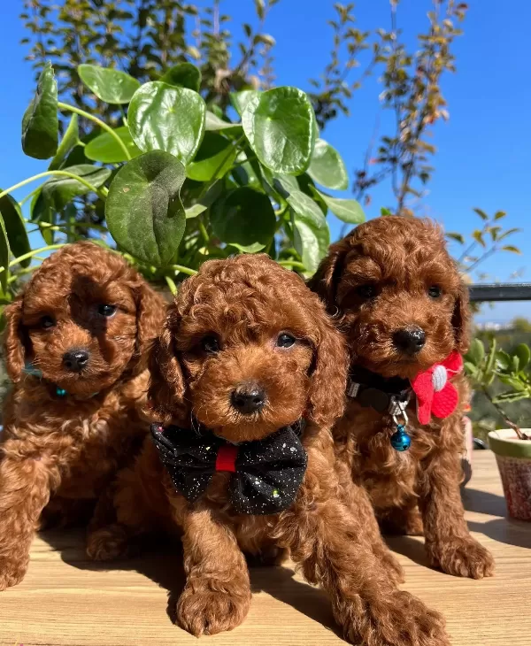 Mini Boy Kore Kan Poodle Bebekler