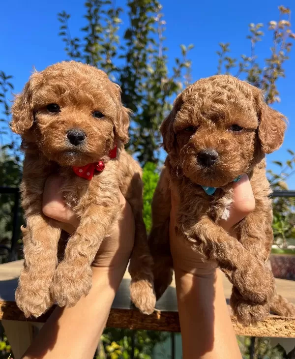 Çiçek Gibi Poodle Bebeklerimiz