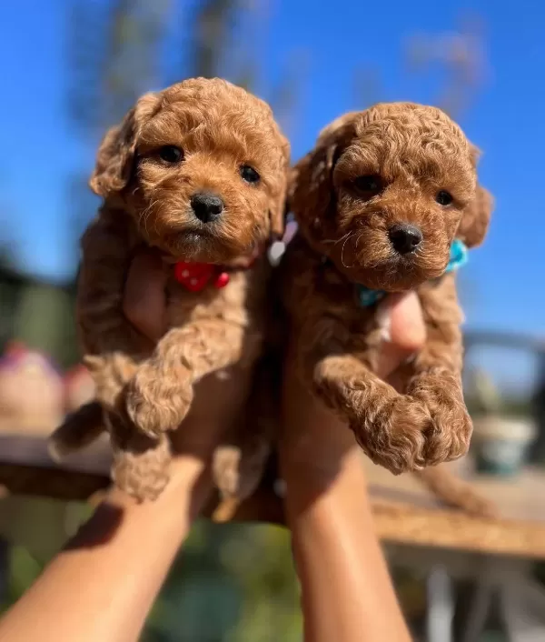 Çiçek Gibi Poodle Bebeklerimiz