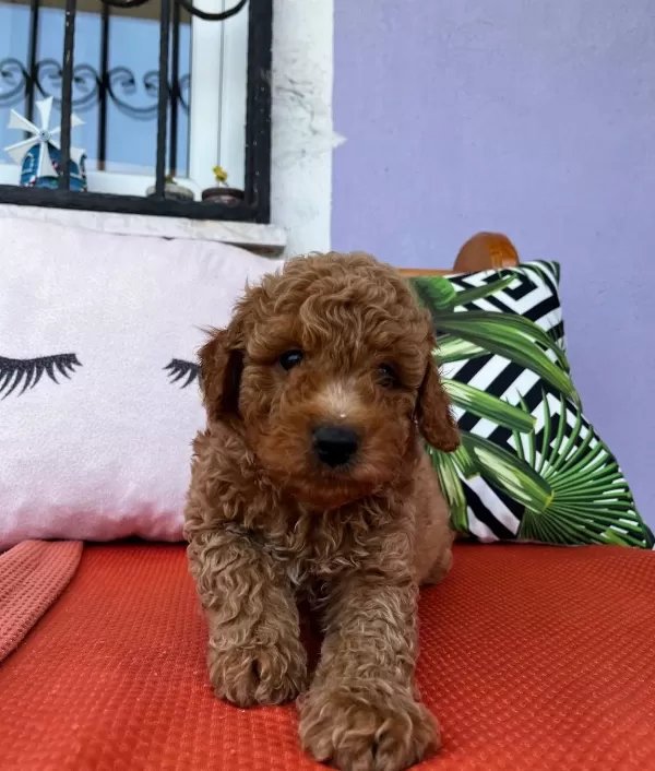 Red Cep Boy Toy Poodle Yavrularımız