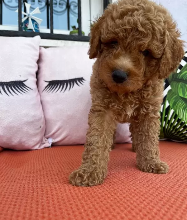 Red Cep Boy Toy Poodle Yavrularımız