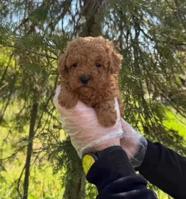 Irk Ve Sağlik Garanti Li Poodle Yavrularimiz