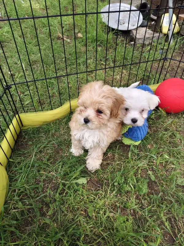 Orjinal Maltipoo Yavrular