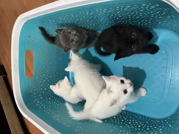 Minik Kedilerimiz Yuvalarına Hazır