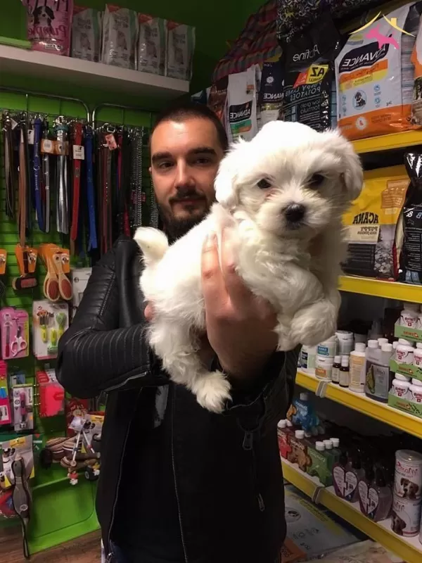Tea Cup Kar Beyaz Maltese Terrer Yavruları