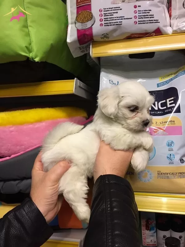Tea Cup Kar Beyaz Maltese Terrer Yavruları