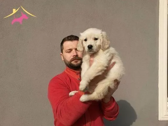 Irk Garantili Golden Yavruları...
