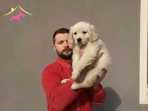 Irk Garantili Golden Yavruları...