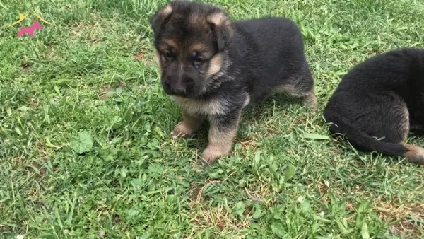 Alman Kurdu Yavrularımiz Dog Academy