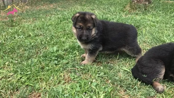 Alman Kurdu Yavrularımiz Dog Academy