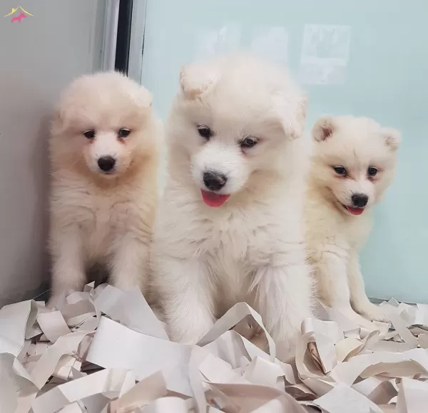 Karbeyaz Samoyed Yavrular Irkının Mukemmeli