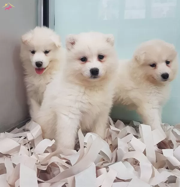 Karbeyaz Samoyed Yavrular Irkının Mukemmeli
