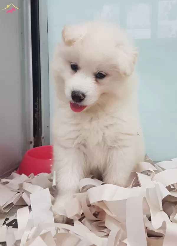 Karbeyaz Samoyed Yavrular Irkının Mukemmeli
