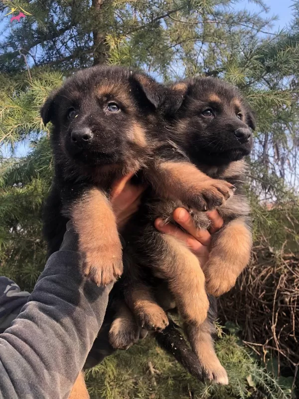 Muhteşem Düşük Bel Alman Çoban Köpeği Yavrularımız