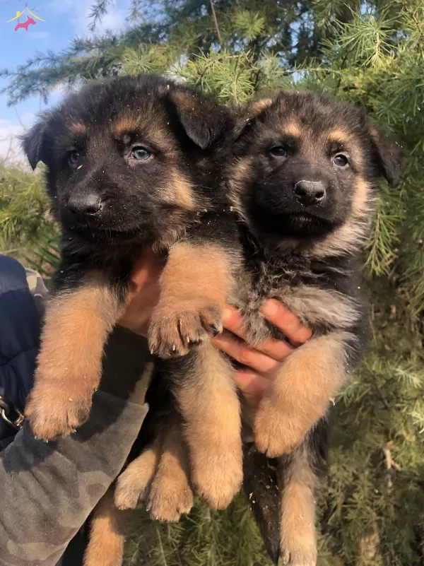 Muhteşem Düşük Bel Alman Çoban Köpeği Yavrularımız