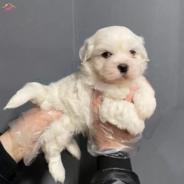 Tea Cup Kore Tip Maltese Terrier Bebeklerimiz