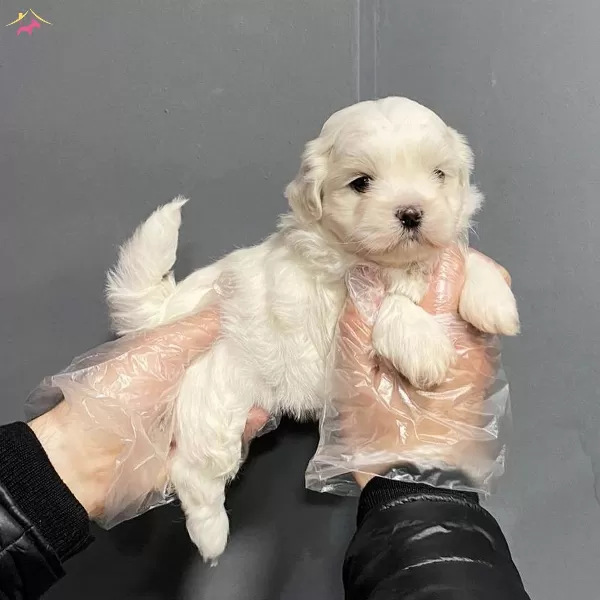 Tea Cup Kore Tip Maltese Terrier Bebeklerimiz