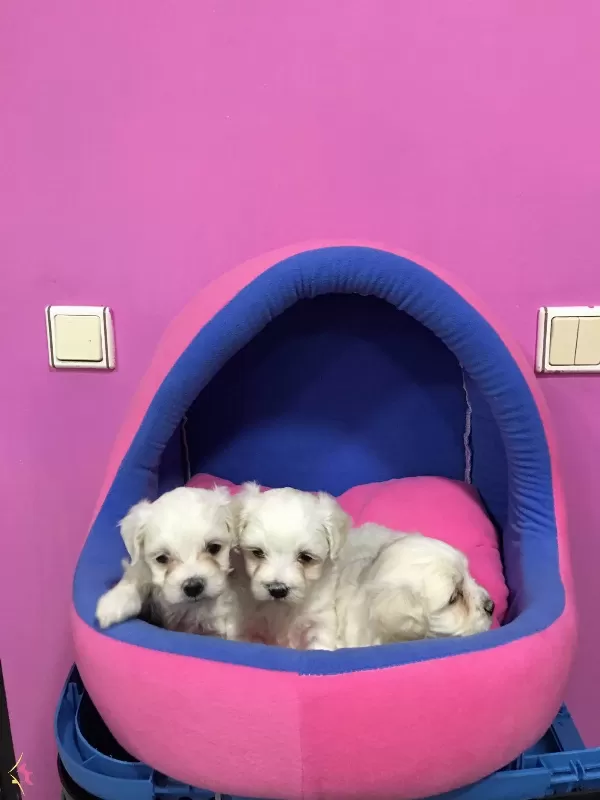 Irk ve Sağlık Garantili Maltese Terrier Bebeklerimiz