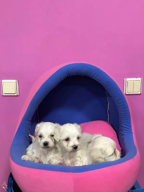 Irk ve Sağlık Garantili Maltese Terrier Bebeklerimiz