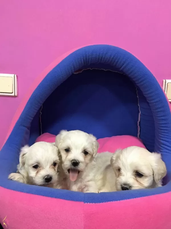 Irk ve Sağlık Garantili Maltese Terrier Bebeklerimiz