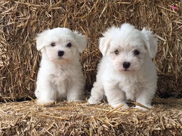 Irk Ve Saglik Garantili Maltese Terrier Bebeklerimiz