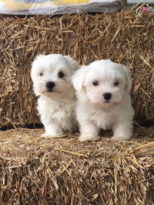 Irk Ve Saglik Garantili Maltese Terrier Bebeklerimiz