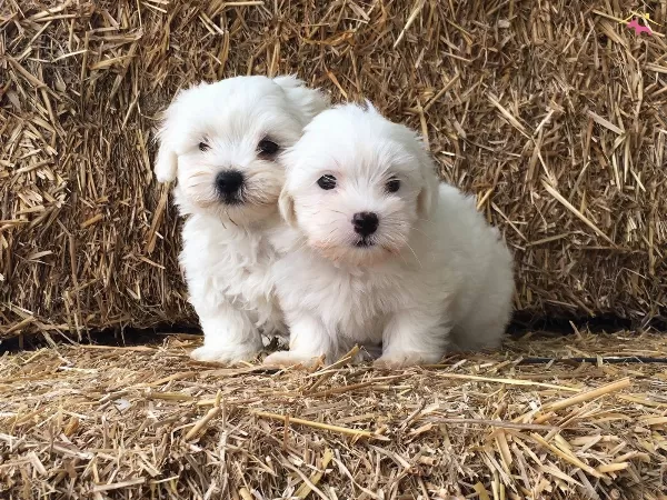 Irk Ve Saglik Garantili Maltese Terrier Bebeklerimiz