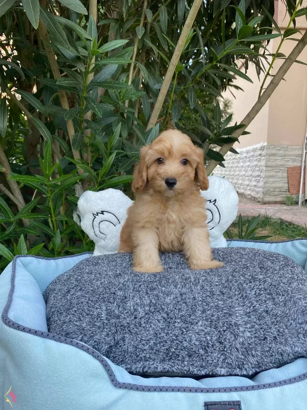 Biblo Gibi Bebek Maltipoo