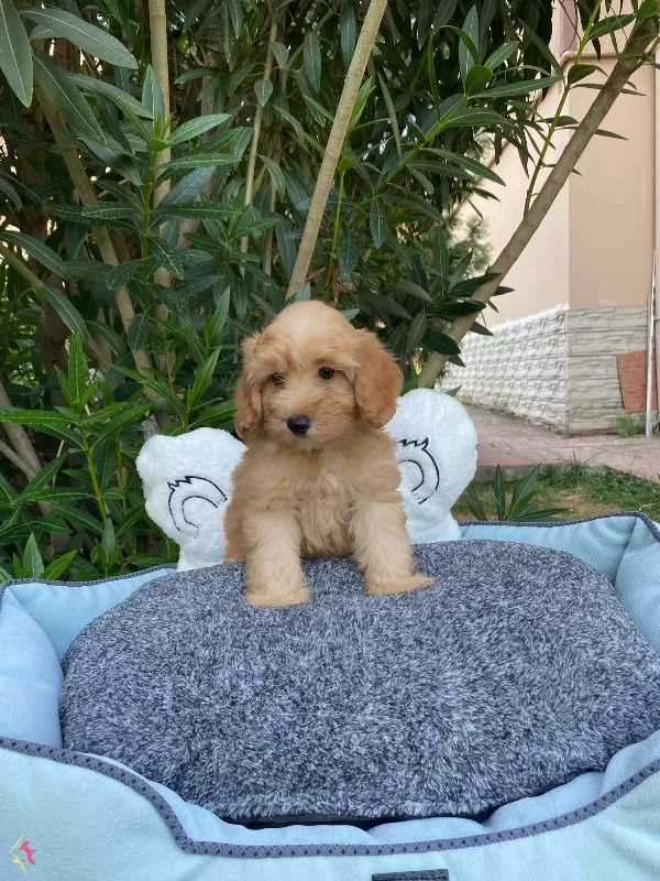 Biblo Gibi Bebek Maltipoo