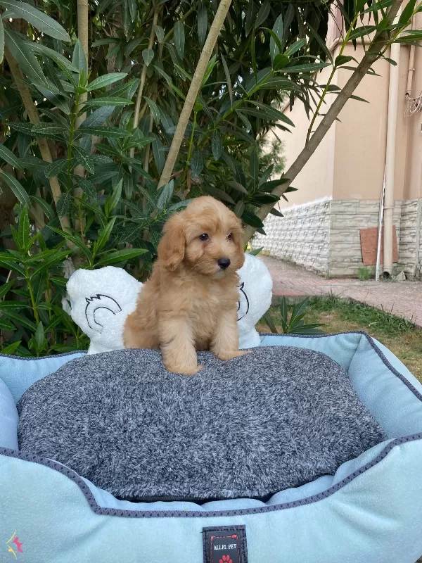 Biblo Gibi Bebek Maltipoo