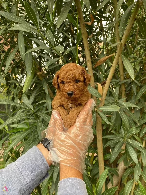 Tatliliklariyla Goz Dolduran Toy Poodle Bebekleri
