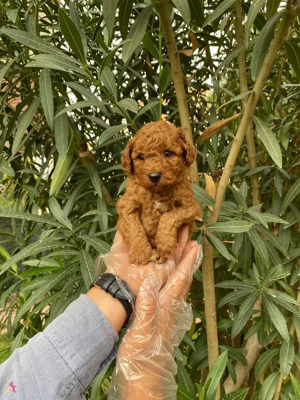 Tatliliklariyla Goz Dolduran Toy Poodle Bebekleri