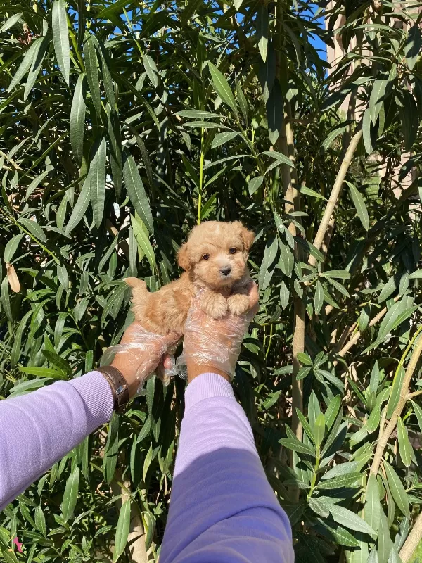 En Sevilen Renk Maltipoo Kuzucuklari