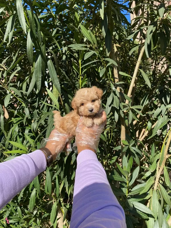 En Sevilen Renk Maltipoo Kuzucuklari
