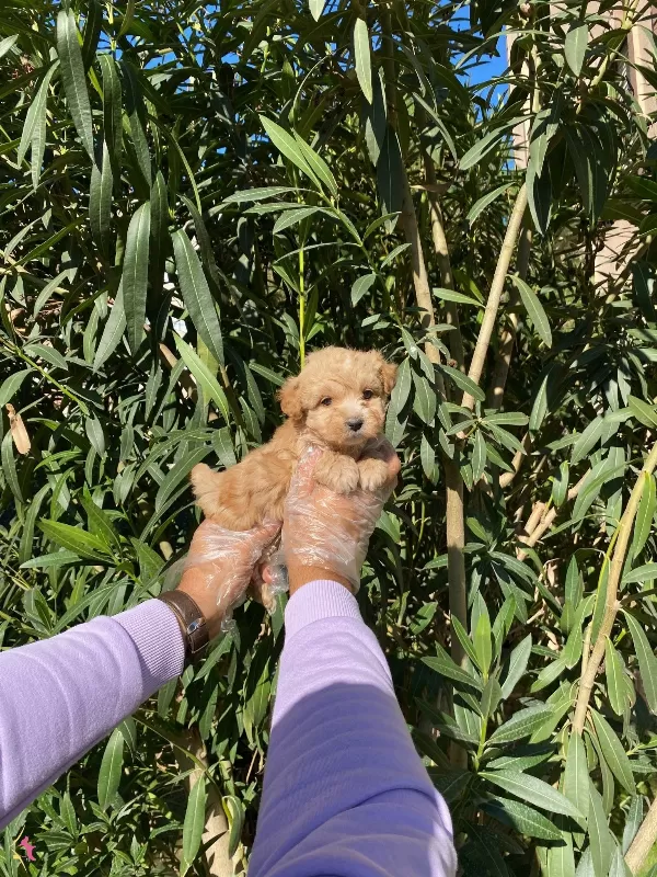 En Sevilen Renk Maltipoo Kuzucuklari